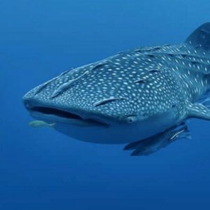 Ossimba Diving and Snorkelling mailer