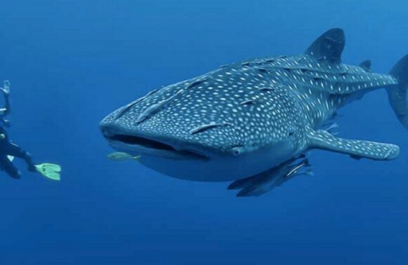Ossimba Diving and Snorkelling mailer